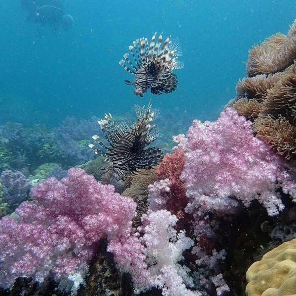 Seahorse Lipe Hostel