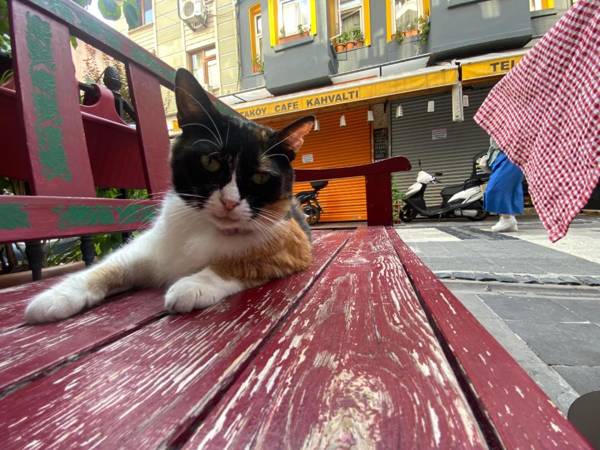 Çırağan's Omnia Hotel