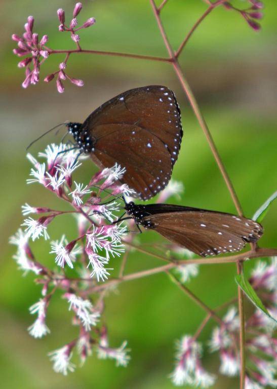 Butterfly Valley Resort