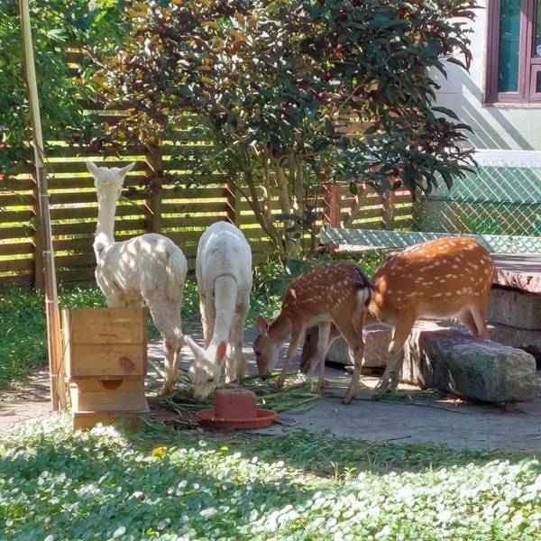 Alpaca Homestay