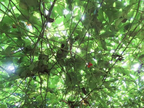 Xiangyang Tianyuan Ju Homestay