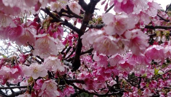 House of San Sia Ah Kuei