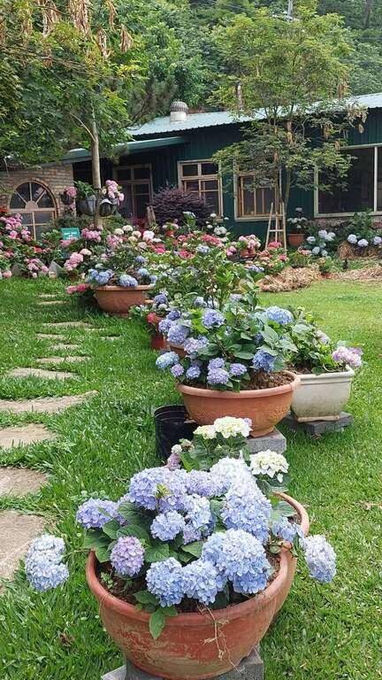 Sakura Village 櫻花坡