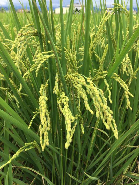 Yilan Real Fun Homestay