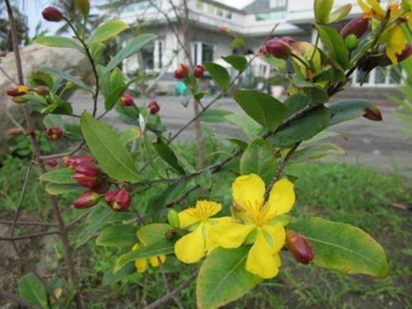 Lehuo Shoudo Moli Homestay