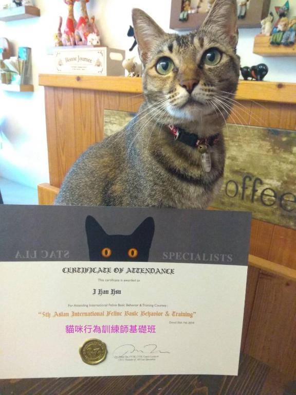 貓咪民宿Mini館-貓行為諮詢