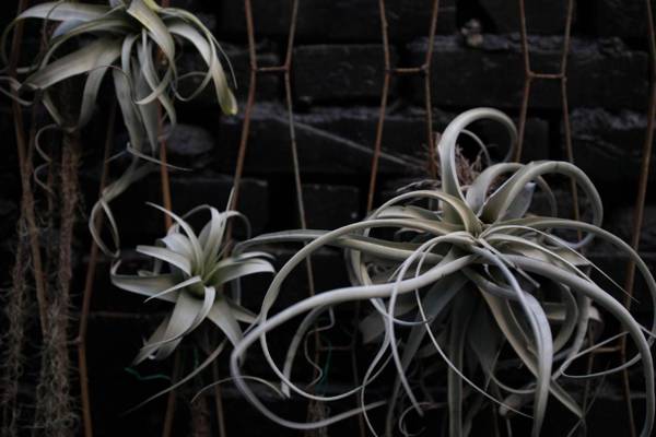 被愛咖啡小旅館 Birdeye Garden