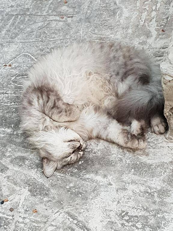 Michamvi Spirit Lodge