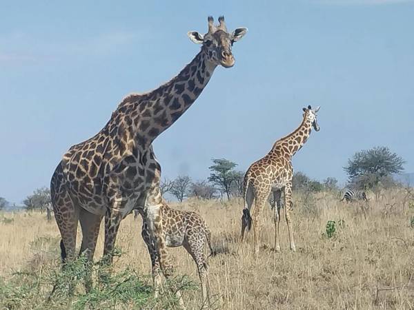 Serengeti Kamwene Mnyalukolo Tented Camp