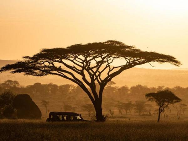 Serengeti Sound of Silence