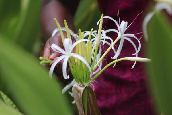 Mangrove Blue Waves Bungalows