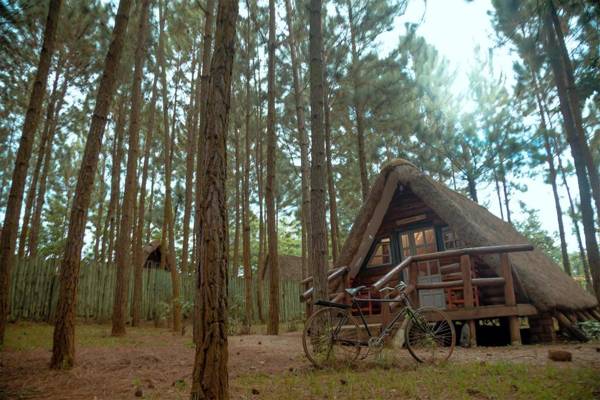 Nyungu Yamawe Forest Park