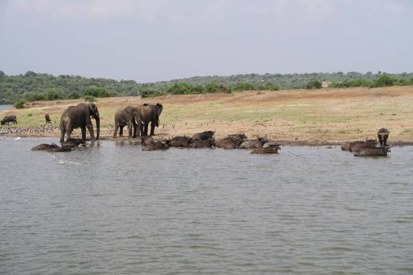 Edward Lake Retreat and Campsite Kisenyi Village