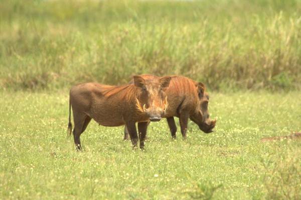 Lake Albert Safari Lodge