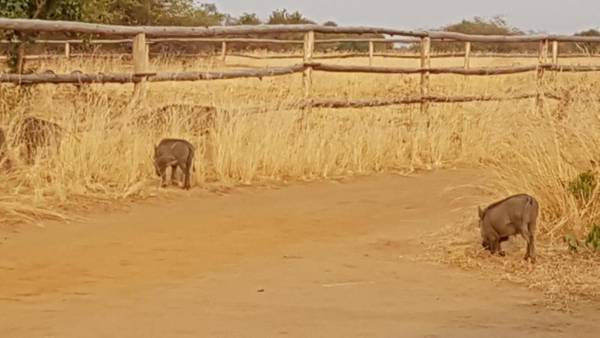 Lake Albert Safari Lodge