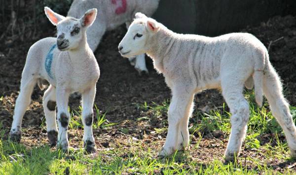 Church Farm B&B near Telford and Ironbridge