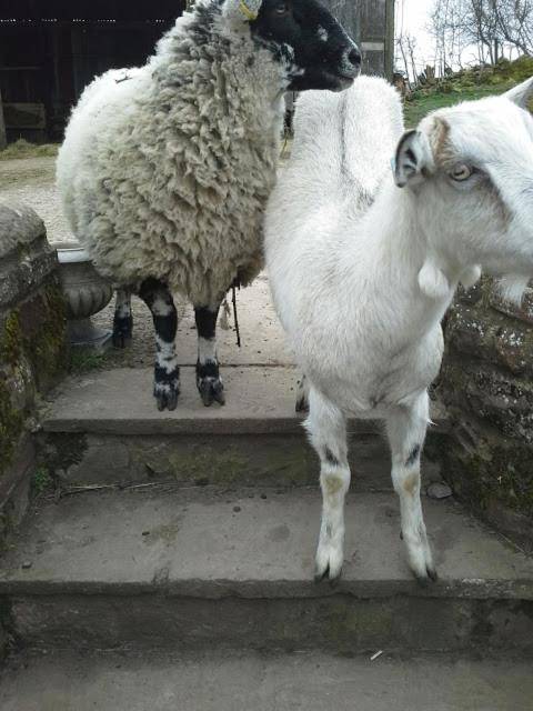 Low Gingerfield Farm B&B