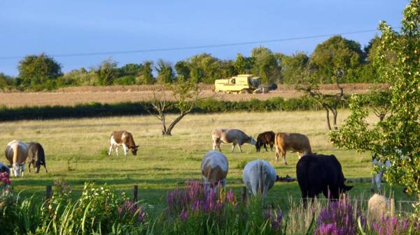 Lakeside Town Farm