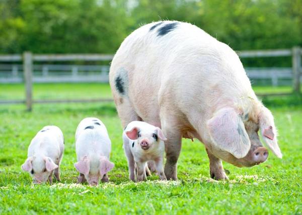 Crazy Bear Stadhampton