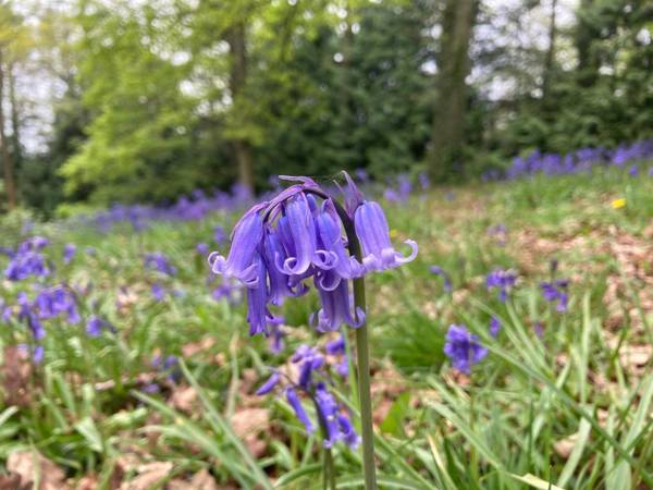 Unique off Grid Tree-House Stay