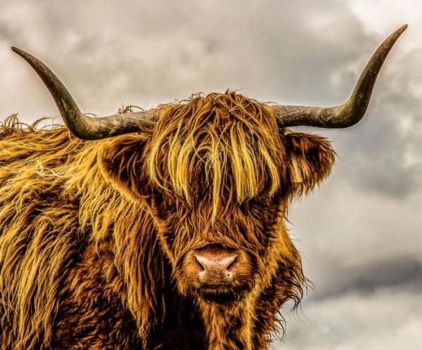 Wellingtonia Court Apartment