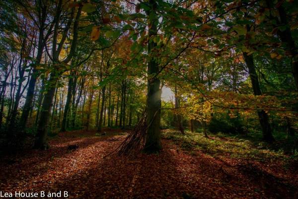 Lea House Bed and Breakfast