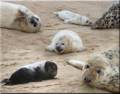 The Kings Arms - Fleggburgh