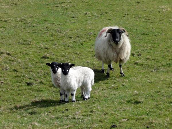 Pigwigs Place Cornwood