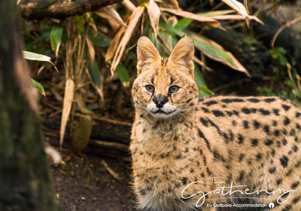 The Tudor Gathering - Events Groups - Up To 30 - Hot Tub