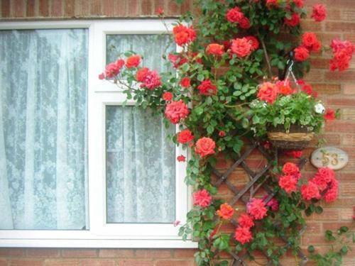 Rosa's Bed and Breakfast