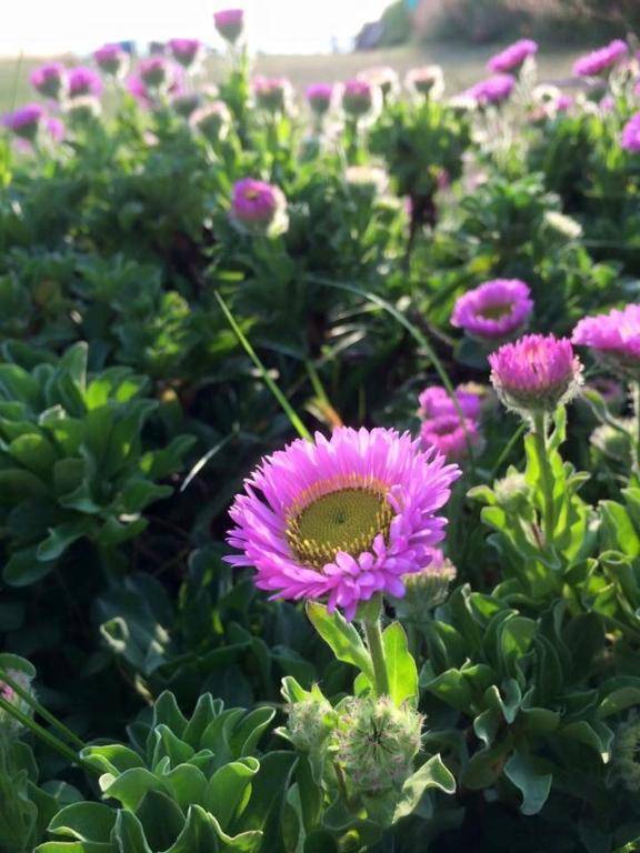 Ocean Drive 1 Boutique Apartment Brean Down