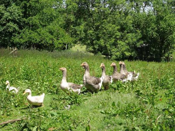 The Hay Barn Halwell