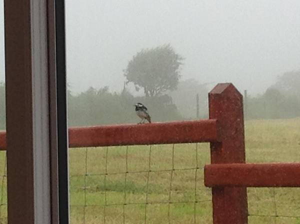 Brynhaul Bed and Breakfast