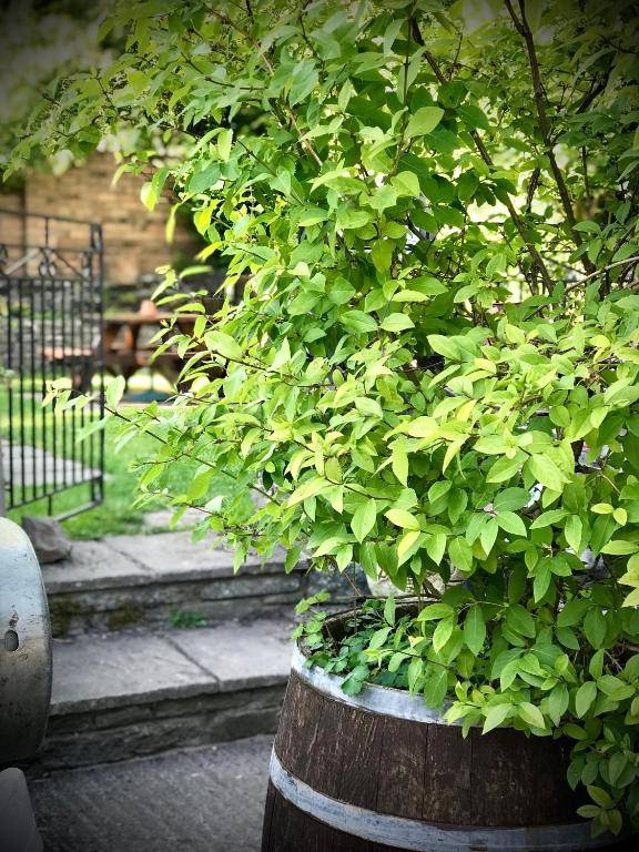 The White Horse Inn Clun