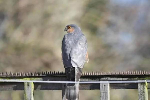 Peaceful Cabin Retreat in Skegby