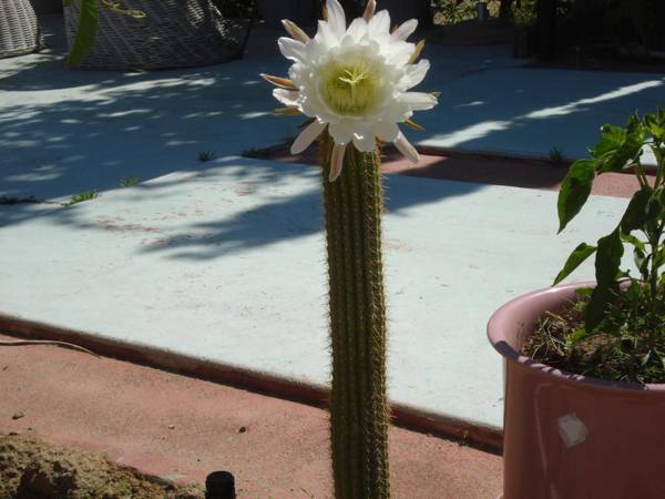 Safari Motor Inn - Joshua Tree