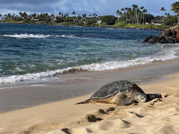 The Northshore Hostel Maui