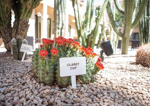 Courtyard by Marriott Phoenix Mesa