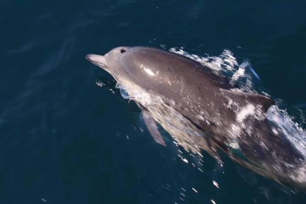 Emerald Dolphin Inn & Mini Golf