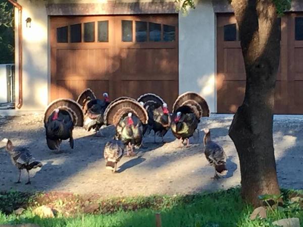 Cottage Creek Vineyards