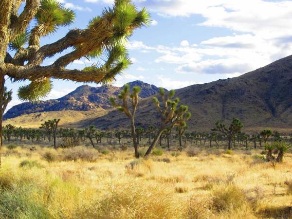 Fairfield Inn & Suites Twentynine Palms - Joshua Tree National Park