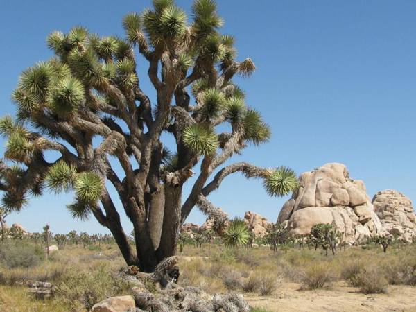 Fairfield Inn & Suites Twentynine Palms - Joshua Tree National Park