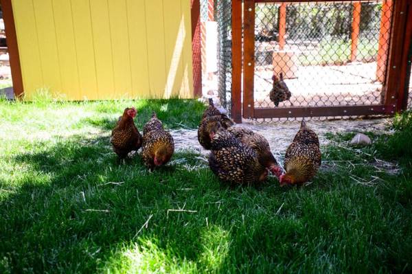 Alpen Way Chalet Mountain Lodge