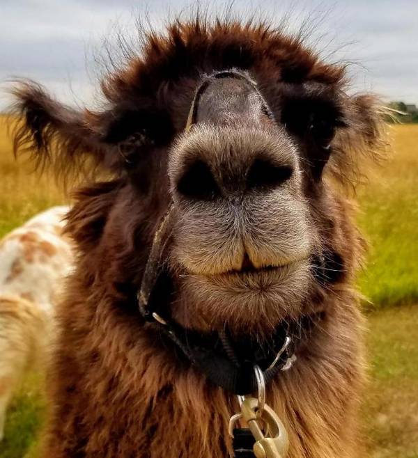 LlamaStay at Spooky Tooth Ranch with Mtn Views!!