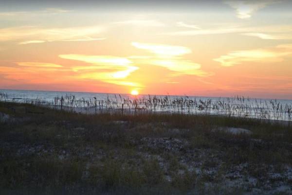 Needle Rush Point Unit F23