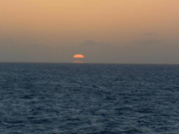 Tropical Fruit Garden