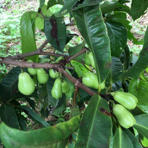 Coffee Garden BnB