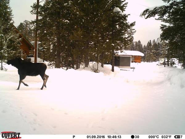 True Grit Adventure by KABINO