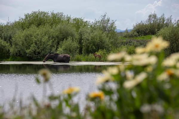 Restoration Pines by KABINO