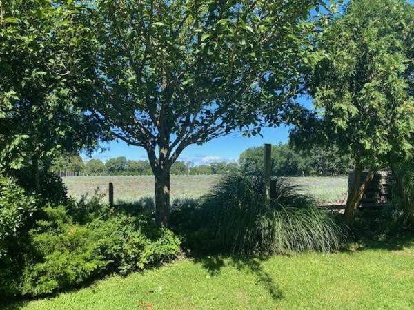 Cottage fields of Lavender by the Sea 5min Greenport Shelter Isl